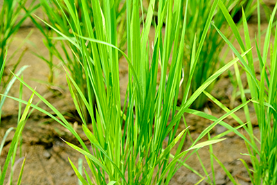 2020C2-400-12_0.jpg