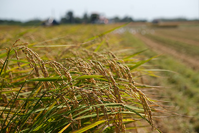 2020C2_10091_400.jpg