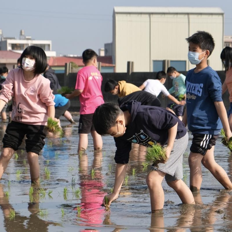 孩子們在水田裡學插秧